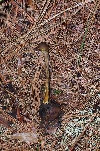 Elaphocordyceps capitata image