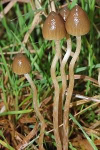 Psilocybe semilanceata image