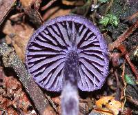 Cortinarius bibulus image