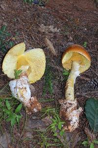 Amanita yema image