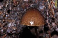 Psilocybe neoxalapensis image