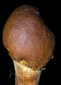 Elaphocordyceps capitata image