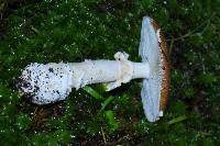 Amanita pantherina image