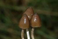 Psilocybe semilanceata image