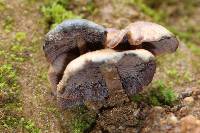 Psilocybe muliercula image