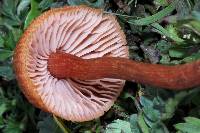 Laccaria laccata image