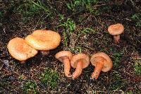 Lactarius salmonicolor image