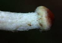 Hypholoma lateritium image