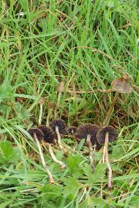 Psilocybe semilanceata image