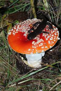 Amanita muscaria subsp. flavivolvata image