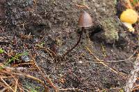 Psilocybe neoxalapensis image