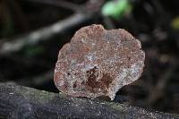 Polyporus leptocephalus image