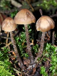 Tephrocybe boudieri image