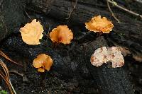 Polyporus leptocephalus image