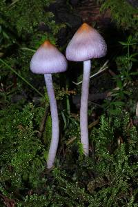 Inocybe geophylla var. lilacina image