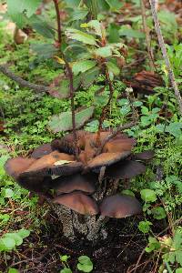 Psilocybe zapotecorum image