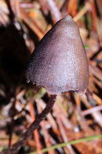 Psilocybe fagicola image