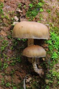 Psilocybe zapotecorum image