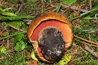 Boletus subvelutipes image