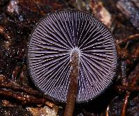 Psilocybe neoxalapensis image