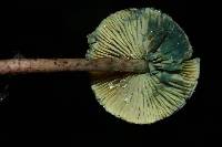 Lepiota trichroma image