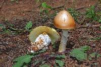 Amanita yema image