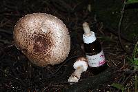 Agaricus subrutilescens image