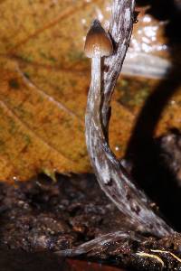 Psilocybe neoxalapensis image