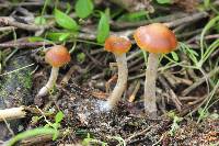 Psilocybe cyanescens image