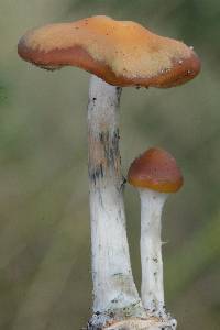 Psilocybe cyanescens image