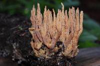 Ramaria stricta image