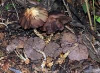 Psilocybe zapotecorum image
