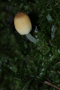 Coprinellus micaceus image