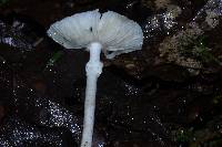 Amanita bisporigera image