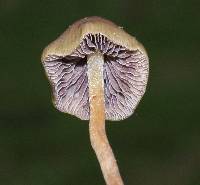 Psilocybe semilanceata image