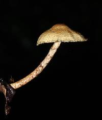 Lepiota trichroma image