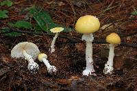 Amanita xylinivolva image