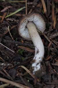 Tricholoma terreum image