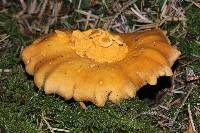 Cantharellus formosus image