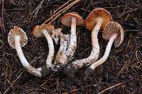 Inocybe whitei image