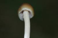 Psilocybe semilanceata image