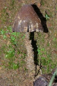 Psilocybe zapotecorum image