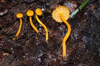 Cantharellus minor image