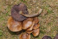 Psilocybe muliercula image