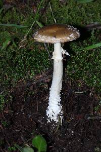 Amanita pantherina image