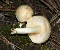 Hygrophorus chrysodon image