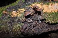 Psilocybe yungensis image