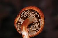 Cortinarius bolaris image