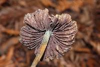 Psilocybe semilanceata image