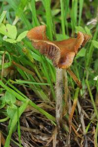 Psilocybe cyanescens image